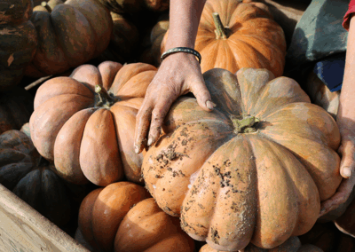 GAEC-LA-SOURCE-maraichage-bio-maine-et-loire-la-pommeraye-mauges