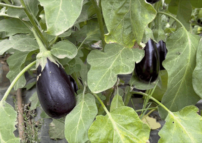 aubergines-GAEC-LA-SOURCE-maraichage-bio-maine-et-loire-la-pommeraye