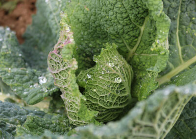 chou-GAEC-LA-SOURCE-maraichage-bio-maine-et-loire-la-pommeraye