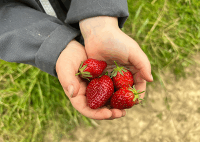 fraises-GAEC-LA-SOURCE-maraichage-bio-maine-et-loire-la-pommeraye