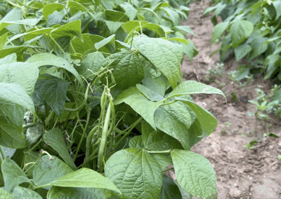 haricots-verts-GAEC-LA-SOURCE-maraichage-bio-maine-et-loire-la-pommeraye
