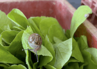 marche-legumes--GAEC-LA-SOURCE-maraichage-bio-maine-et-loire-la-pommeraye