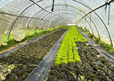 salade-serre-GAEC-LA-SOURCE-maraichage-bio-maine-et-loire-la-pommeraye