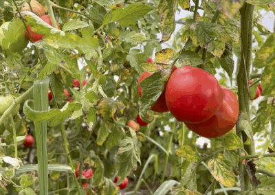 tomates-GAEC-LA-SOURCE-maraichage-bio-maine-et-loire-la-pommeraye